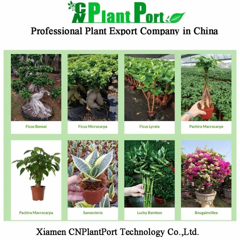 Live Agave Titanota Persian Export Indoor Gardening Plants Suppliers Japanese Bonsai Wholesale