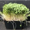 Naturix Broccoli Microgreen Seeds Vegetable Seeds for Growing