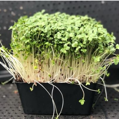 Naturix Broccoli Microgreen Seeds Vegetable Seeds for Growing