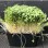 Naturix Broccoli Microgreen Seeds Vegetable Seeds for Growing
