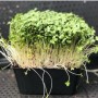 Naturix Broccoli Microgreen Seeds Vegetable Seeds for Growing