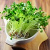 Naturix Broccoli Microgreen Seeds Vegetable Seeds for Growing