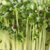 Naturix Broccoli Microgreen Seeds Vegetable Seeds for Growing