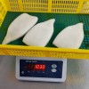 Frozen Illex Squid Tube, /Todarodes Squid Tube/Gigas Squid Tube/ Giant Squid Tube/Peru Squid Tube/Calamari/ Calamar/Setong/ Pota/Seafood