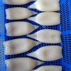 Frozen Illex Squid Tube, /Todarodes Squid Tube/Gigas Squid Tube/ Giant Squid Tube/Peru Squid Tube/Calamari/ Calamar/Setong/ Pota/Seafood