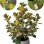Ficus Deltoidea Mistletoe Fig Natural Plants Tissue Culture