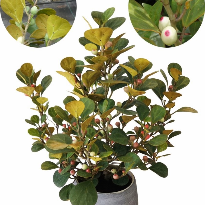 Ficus Deltoidea Mistletoe Fig Natural Plants Tissue Culture