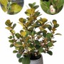 Ficus Deltoidea Mistletoe Fig Natural Plants Tissue Culture