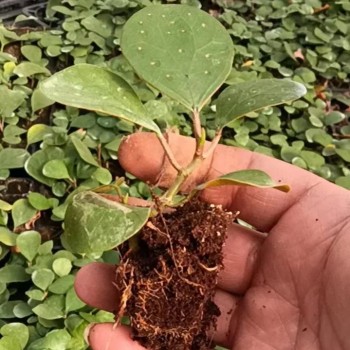 Ficus Deltoidea Mistletoe Fig Natural Plants Tissue Culture