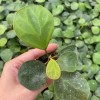 Ficus Deltoidea Mistletoe Fig Natural Plants Tissue Culture