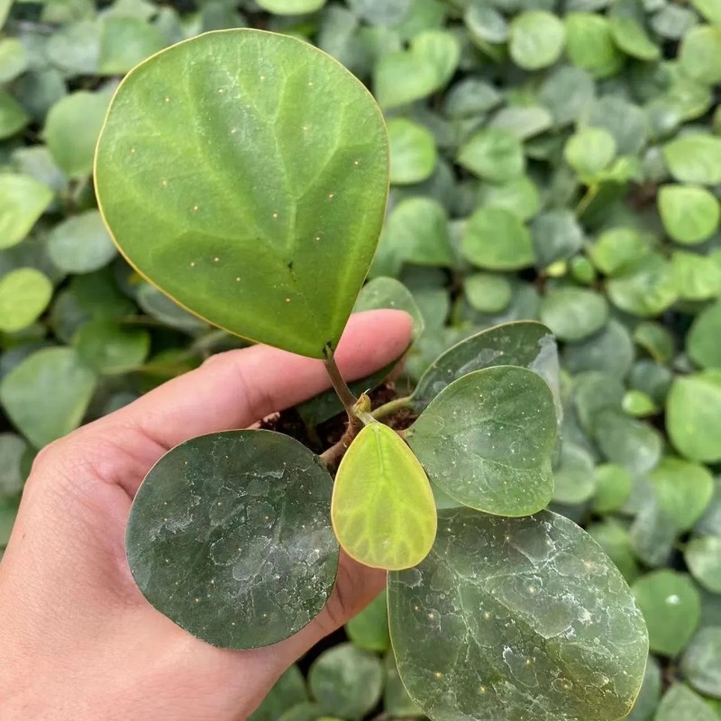 Ficus Deltoidea Mistletoe Fig Natural Plants Tissue Culture