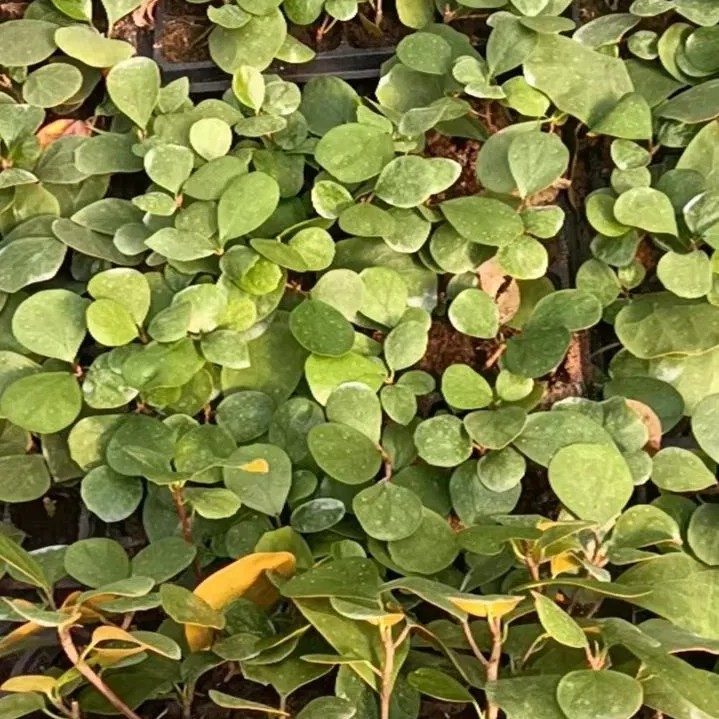 Ficus Deltoidea Mistletoe Fig Natural Plants Tissue Culture