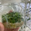 Ficus Deltoidea Mistletoe Fig Natural Plants Tissue Culture