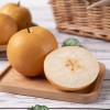 Export Quality Fresh Sweet Pear Sand Factory Wholesale Price