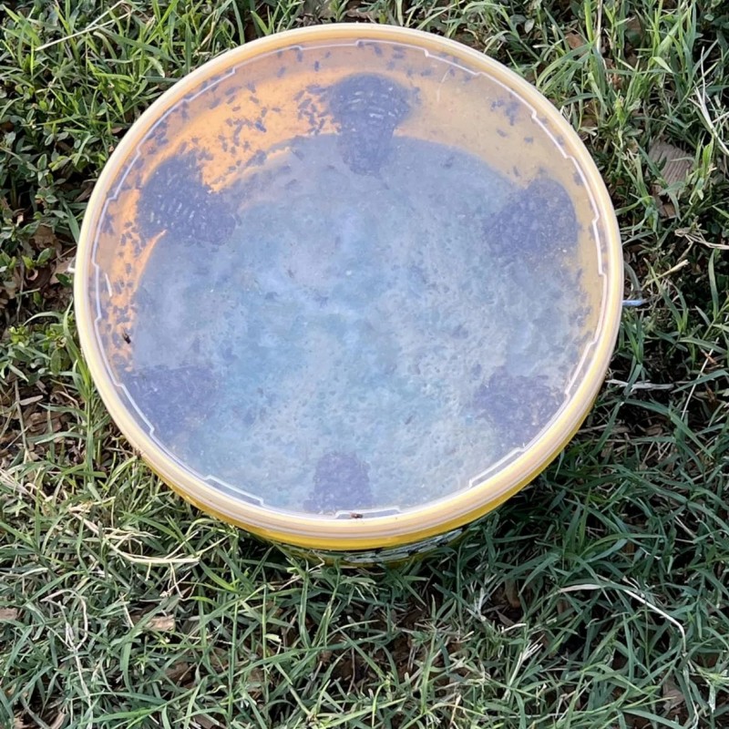 Fly Trap Bucket Big Bucket Fly Trap