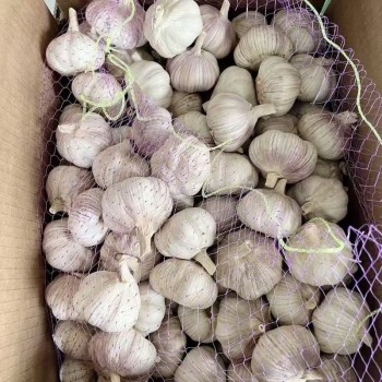 Pure Natural Organic Purple Skinned Garlic