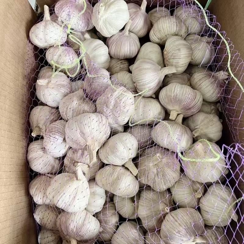 Pure Natural Organic Purple Skinned Garlic