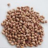 New Crop Best Price Light Speckled Kidney Beans