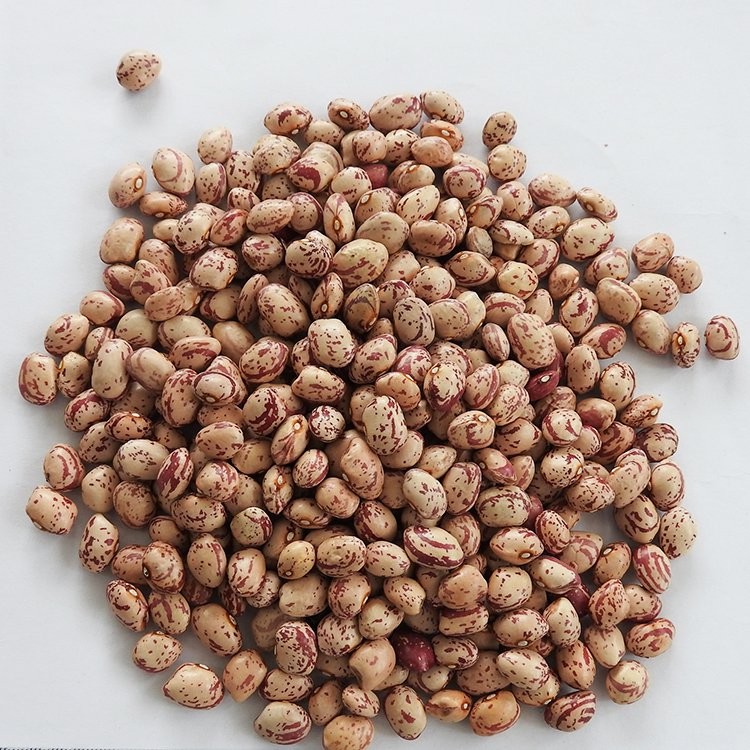 New Crop Best Price Light Speckled Kidney Beans