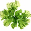 Factory Supply Natural Snacks Additives Dried Ulva Lactuca Green Seaweed Flakes