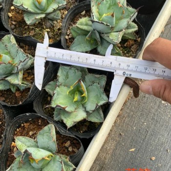 Blue Whale Agave Titanota Hakug Live Nursery Real Plant Rare Succulent Bonsai