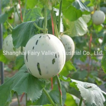 High Quality Hybrid F1 Sweet Melon Seeds for Planting-White Meteor No. 1
