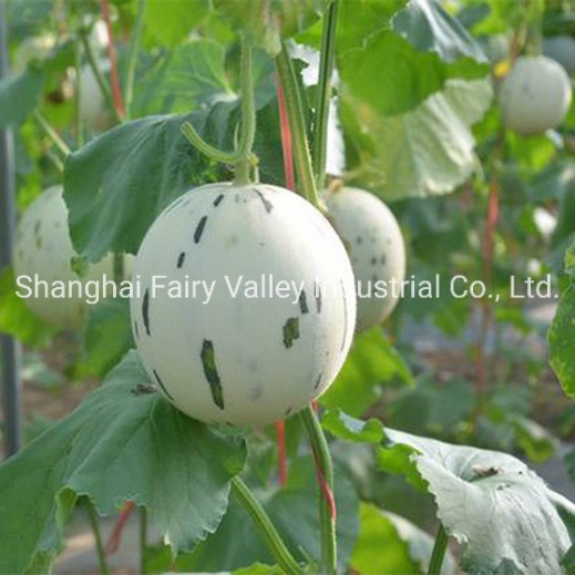 High Quality Hybrid F1 Sweet Melon Seeds for Planting-White Meteor No. 1