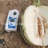 High Quality Hybrid F1 Sweet Melon Seeds for Planting-White Meteor No. 1