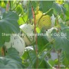 High Quality Hybrid F1 Sweet Melon Seeds for Planting-White Meteor No. 1