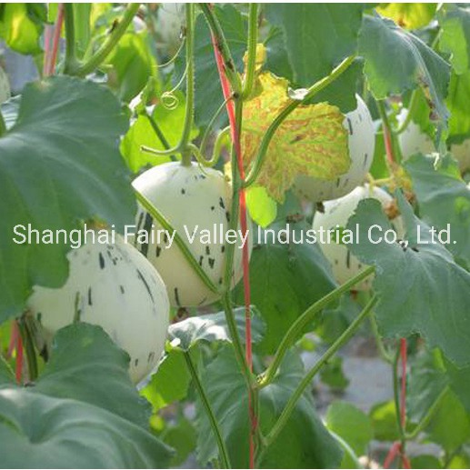 High Quality Hybrid F1 Sweet Melon Seeds for Planting-White Meteor No. 1