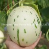 High Quality Hybrid F1 Sweet Melon Seeds for Planting-White Meteor No. 1