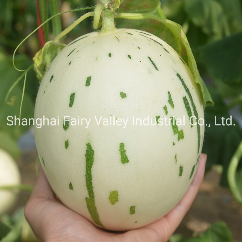 High Quality Hybrid F1 Sweet Melon Seeds for Planting-White Meteor No. 1