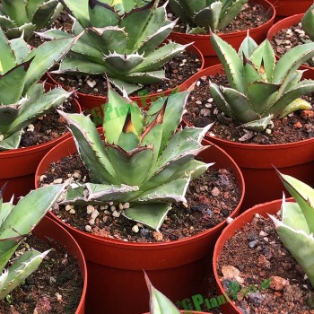Cnplantport Agave Titanota Wholesale Succulents Export Live Bonsai Nursery Plants Supplier