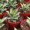 Cnplantport Agave Titanota Wholesale Succulents Export Live Bonsai Nursery Plants Supplier