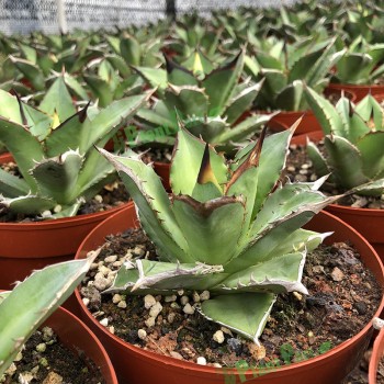 Cnplantport Agave Titanota Wholesale Succulents Export Live Bonsai Nursery Plants Supplier