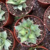 Cnplantport Agave Titanota Wholesale Succulents Export Live Bonsai Nursery Plants Supplier