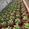 Cnplantport Agave Titanota Wholesale Succulents Export Live Bonsai Nursery Plants Supplier