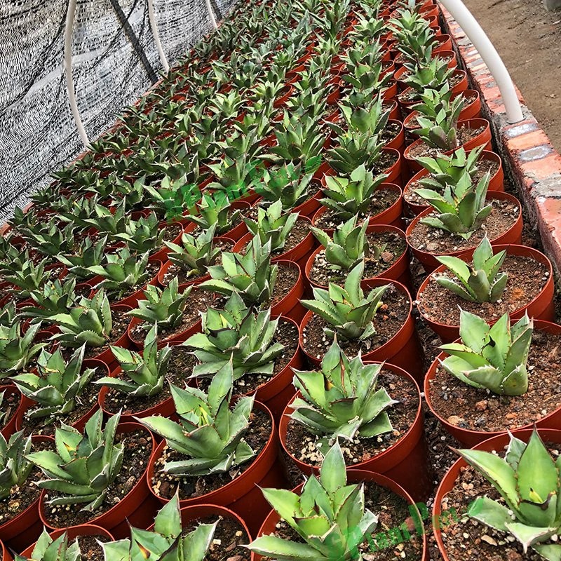 Cnplantport Agave Titanota Wholesale Succulents Export Live Bonsai Nursery Plants Supplier