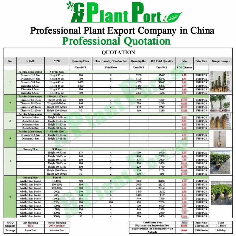 Cnplantport Agave Titanota Wholesale Succulents Export Live Bonsai Nursery Plants Supplier