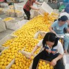 China New Crop Hot Sell Fresh Lemon Eureka Lemon