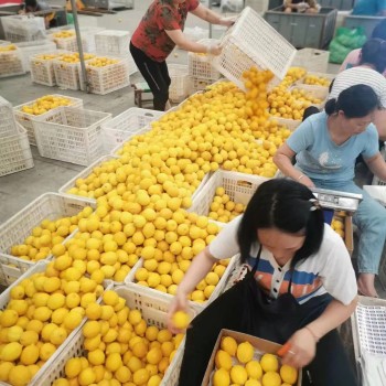 China New Crop Hot Sell Fresh Lemon Eureka Lemon