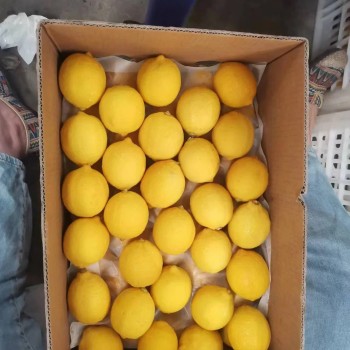 China New Crop Hot Sell Fresh Lemon Eureka Lemon