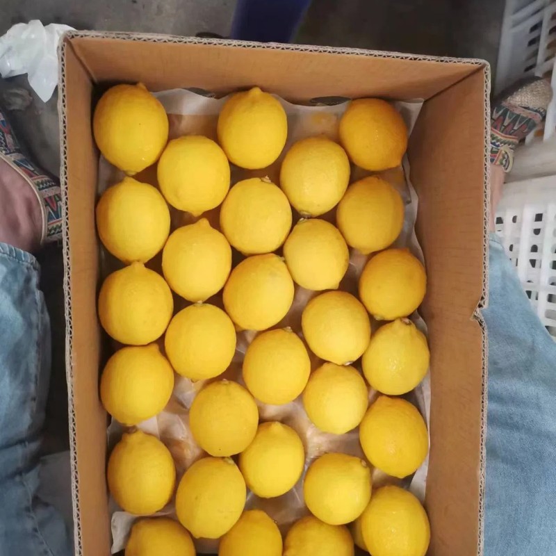 China New Crop Hot Sell Fresh Lemon Eureka Lemon