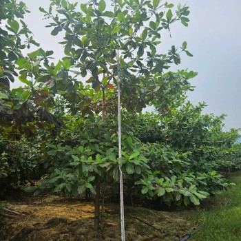 Terminalia Catappa Ornamental Tree Export-Ready Seedlings Nursery Plant for Global Landscaping Projects