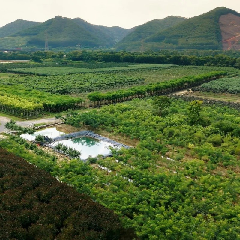Terminalia Catappa Ornamental Tree Export-Ready Seedlings Nursery Plant for Global Landscaping Projects