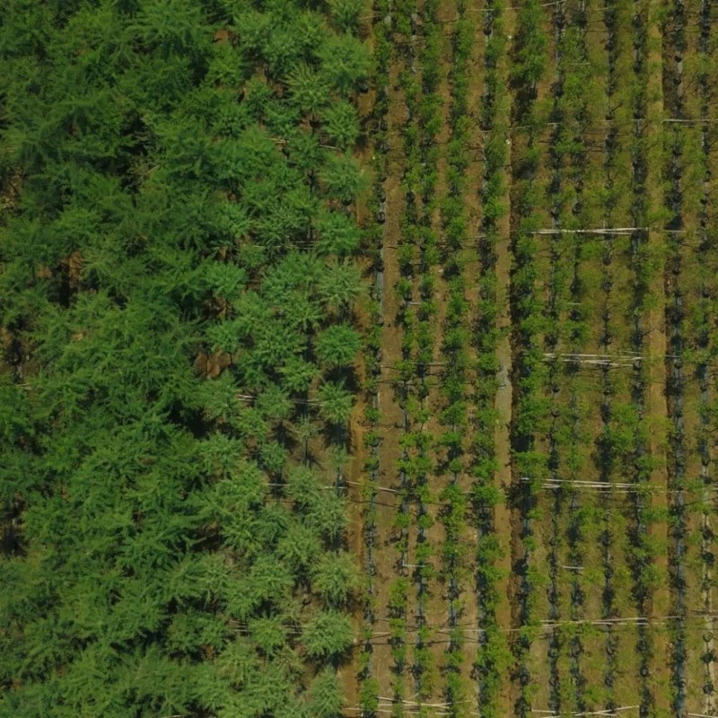 Terminalia Catappa Ornamental Tree Export-Ready Seedlings Nursery Plant for Global Landscaping Projects