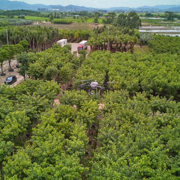 Terminalia Catappa Ornamental Tree Export-Ready Seedlings Nursery Plant for Global Landscaping Projects