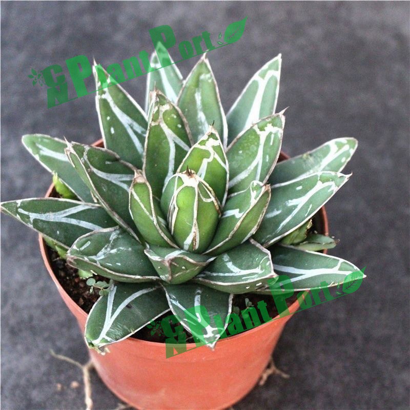 Small Indoor Bonsai Home Decor Plants Wholesale Agave Victoriae-Reginae
