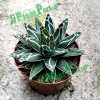 Small Indoor Bonsai Home Decor Plants Wholesale Agave Victoriae-Reginae