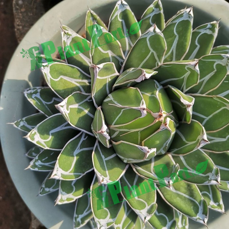 Small Indoor Bonsai Home Decor Plants Wholesale Agave Victoriae-Reginae